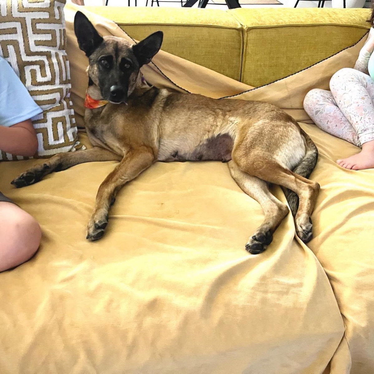 A rescue dog on the couch with children in her foster home