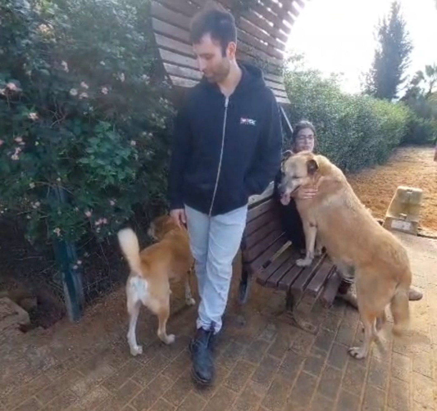 לזי